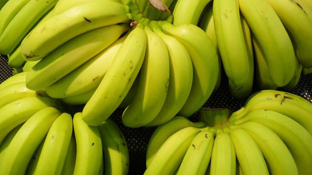 Bisa Fatal! 5 Bahaya Makan Pisang yang Dikarbit