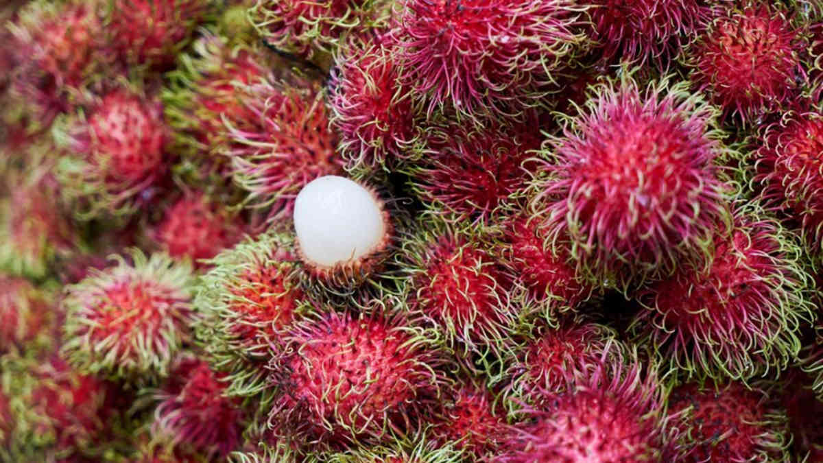 Manfaat Kulit Rambutan untuk Kesehatan dan Kecantikan, Ini 8 Khasiat yang Jarang Diketahui