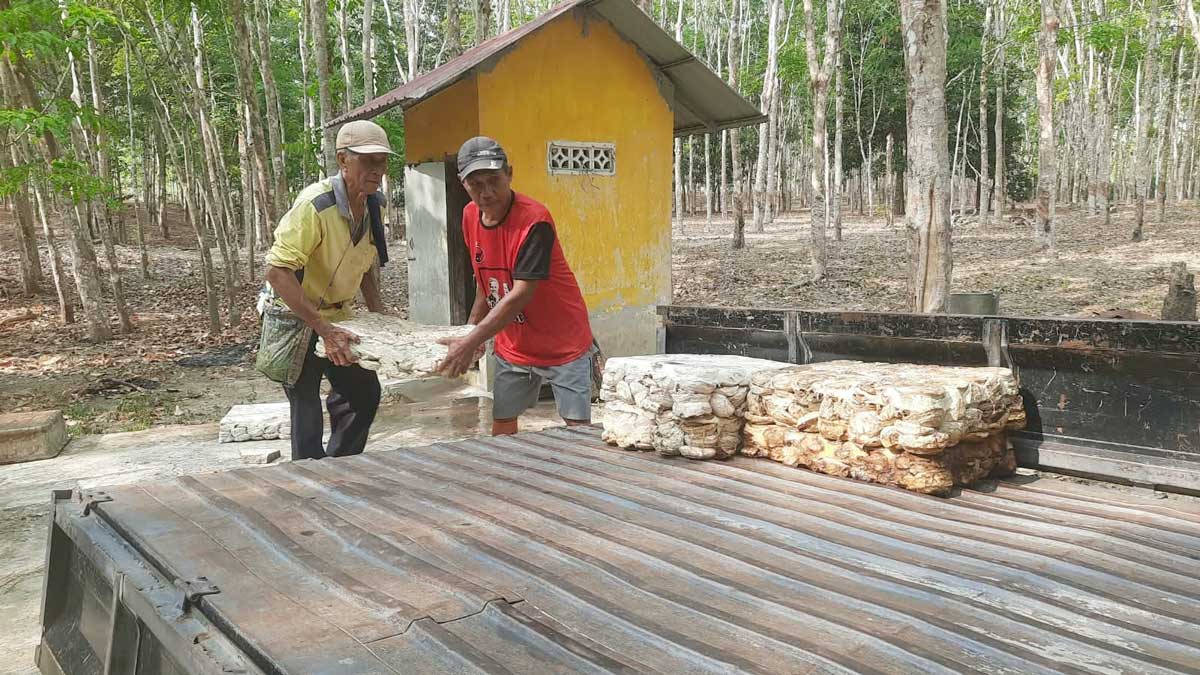 Cerita Penakik Karet Beltim, Hasan dan Jono Tetap Bekerja di Usia Senja