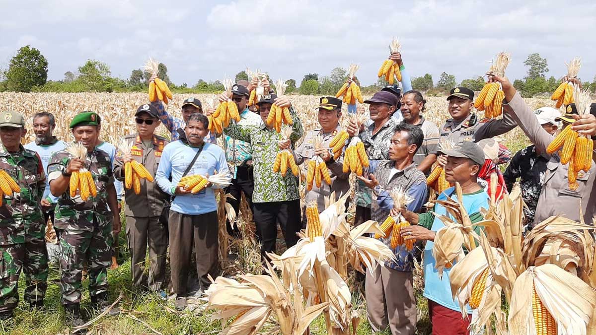 Panen Jagung Danau Nujau, Bupati Beltim Dorong Pertanian Jadi Masa Depan Ekonomi