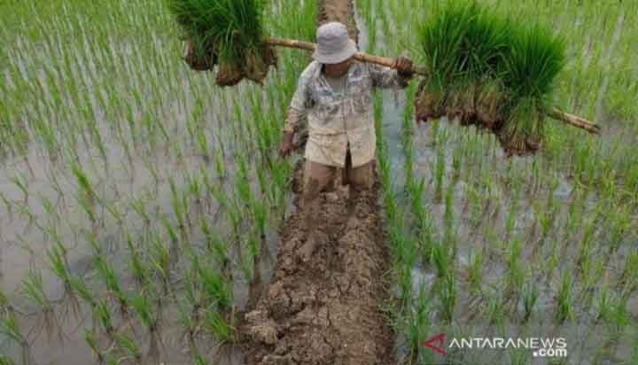 Petani di Belitung Terima Bantuan 7,5 Ton Benih Padi Varietas Unggul