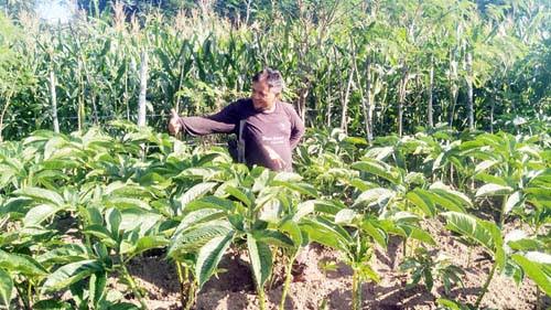 Budidaya Porang Menggiurkan, Tapi Terkendala Lahan yang Cocok