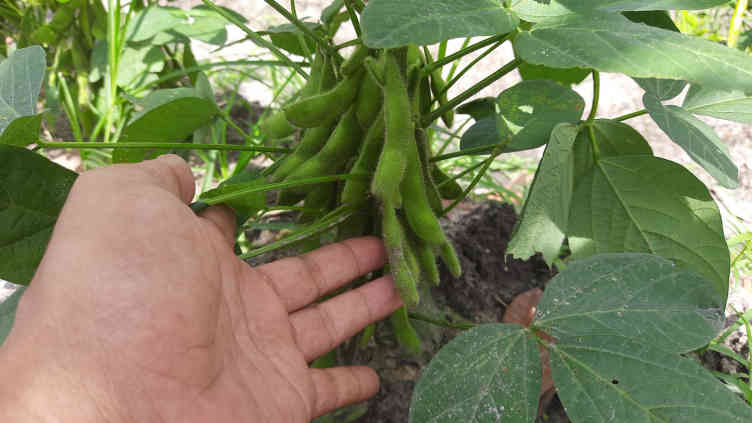 Segudang Manfaat Kacang Edamame Bagi Kesehatan