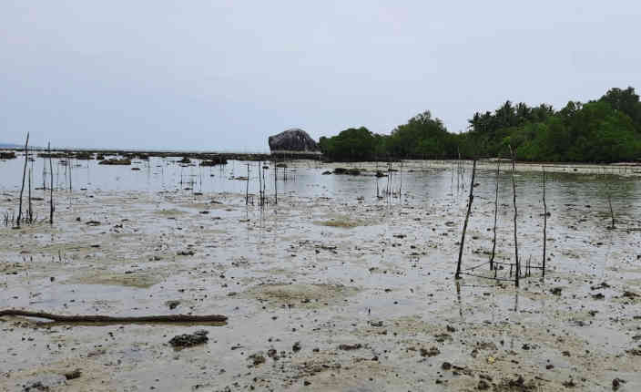 BRGM Dukung Penegakan Hukum Dugaan Korupsi Rehabilitasi Mangrove