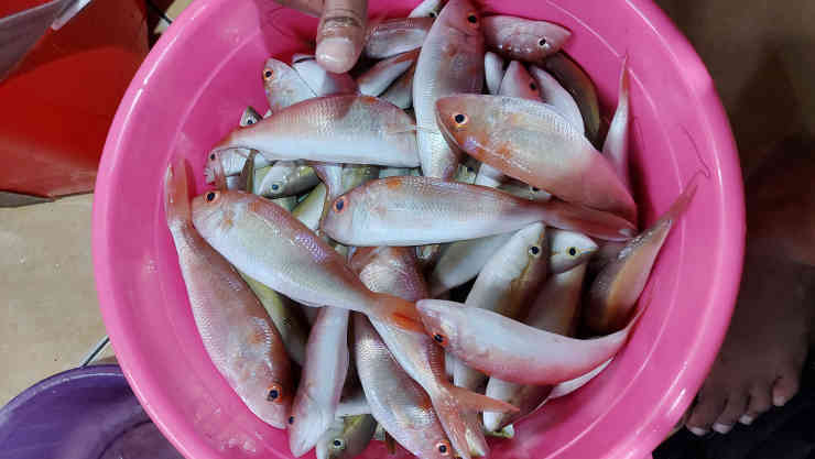 Ikan Kerisi dan Minyak Goreng Picu Deflasi Babel di Bulan Februari