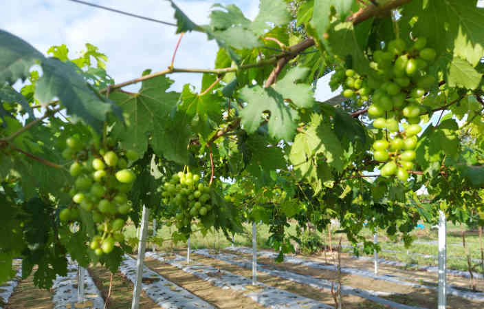 Perkebunan Anggur Kini Ada di Beltim, Manfaatkan Lahan Eks Tambang