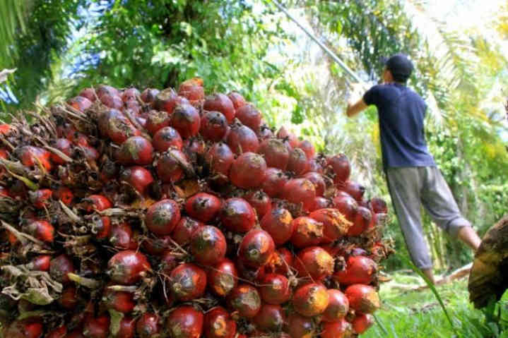 Pemprov Babel Akan Terbitkan SE Harga Pembelian TBS Sawit