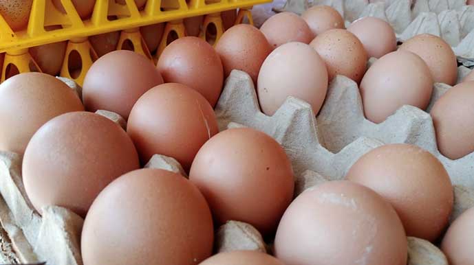 Harga Telur di Belitung Naik Rp 200 Per Butir, Ini Penyebabnya