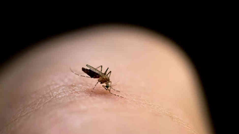 Ini Dia 5 Cara Mudah Mengusir Nyamuk Tanpa Obat Antinyamuk
