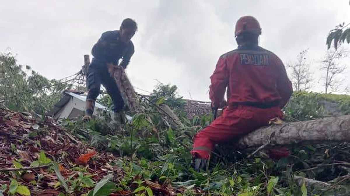 Rumah Warga Belitung Rusak Tertimpa Pohon Tumbang Akibat Hujan Deras & Angin Kencang