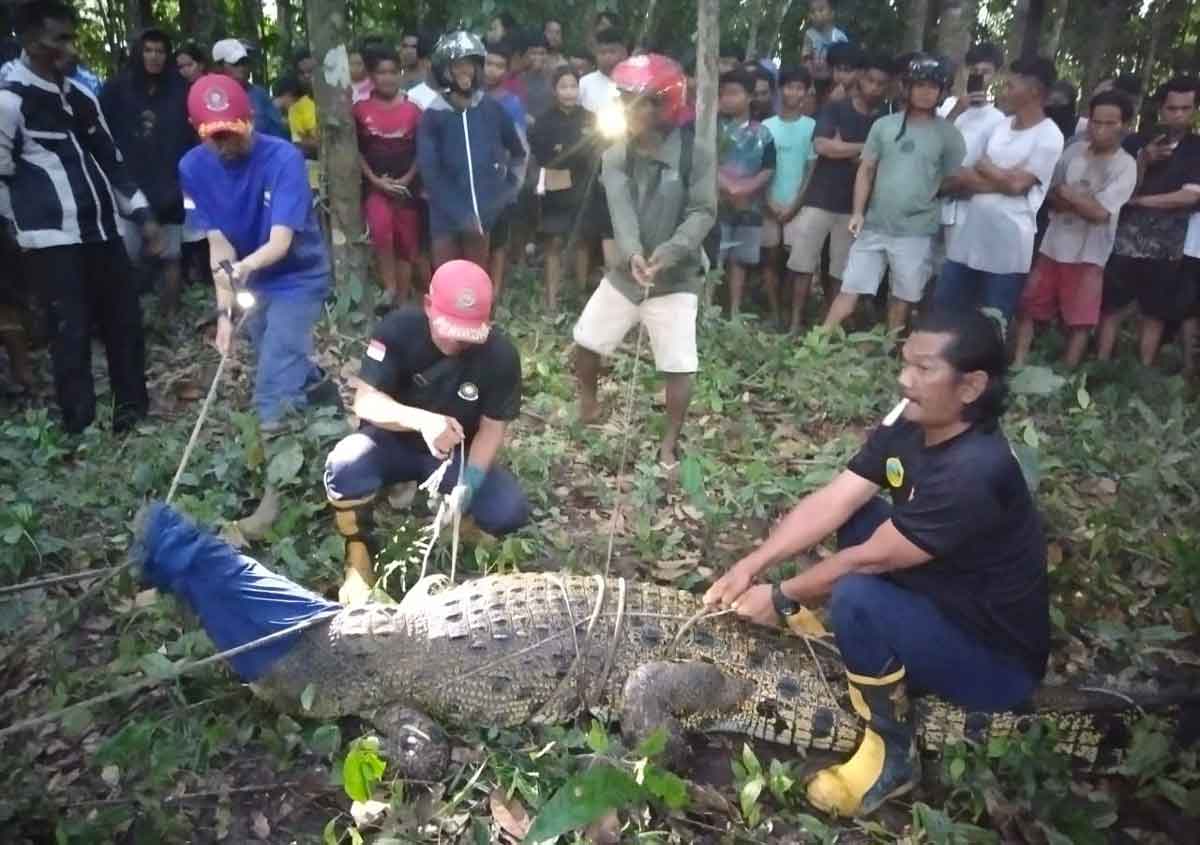 Tim Damkar BPBD Belitung Tangkap Buaya dari Tempat Pemandian Warga, Begini Kronologinya
