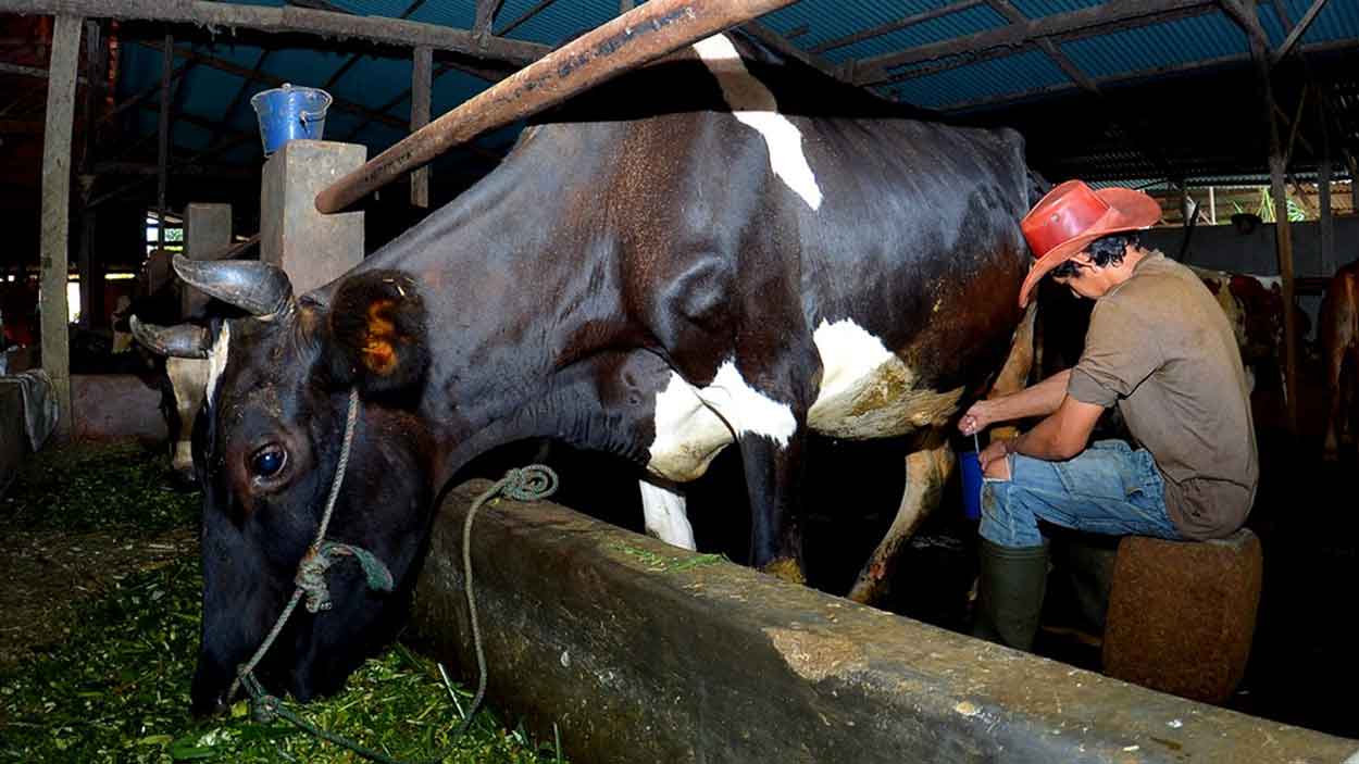Kisah Sukses Pengusaha Pakan Ternak Ponorogo, Bukti KUR BRI Dorong Usaha Berkembang