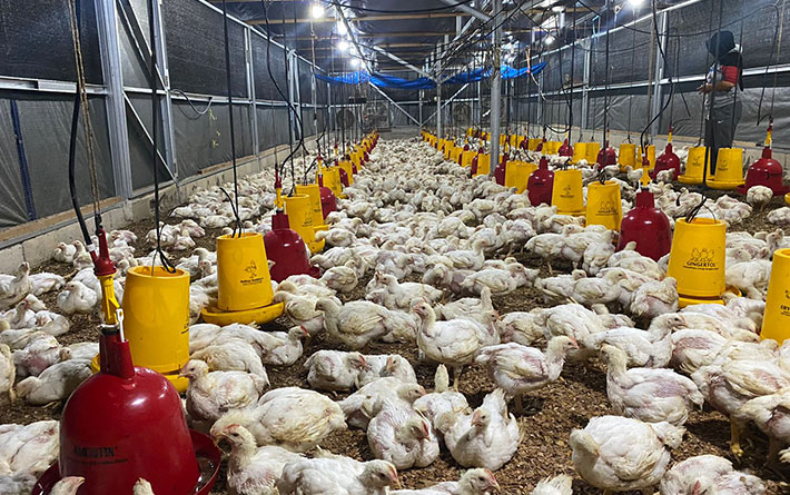 Peternak Ayam Potong Belitung Keluhkan Harga Bibit Mahal, Suplai Pakan Juga Terkendala