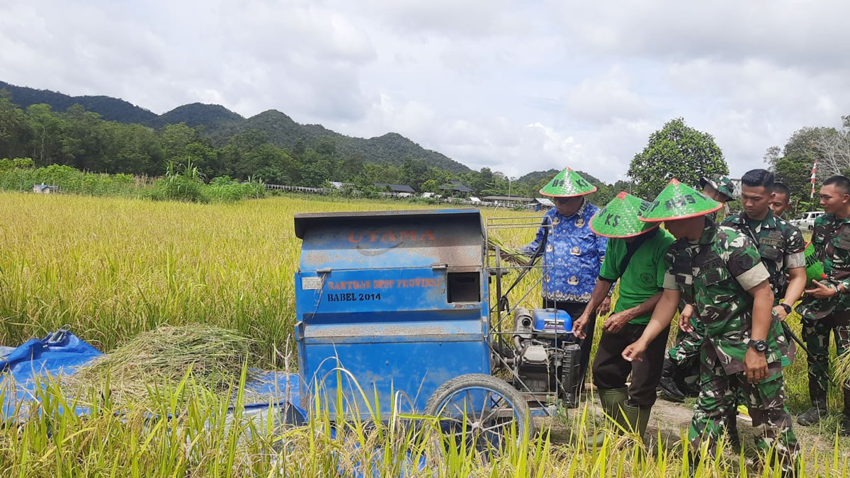 Panen Padi Simpang Renggiang, Danyon Yonif 845: Bukti Keberhasilan Ketahanan Pangan Beltim