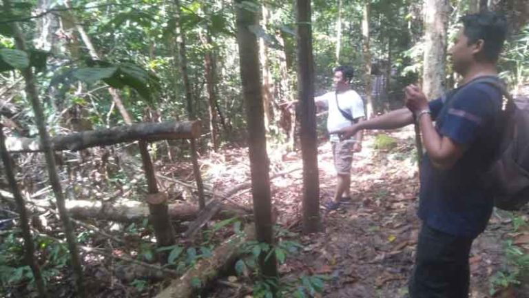 Pembalakan Liar di Kawasan HL Gunung  Tajam Belitung, Belasan Mesin Denso Berderu 