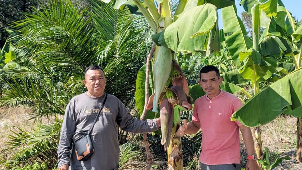 Pesantren di Sungailiat Tanam 2.000 Pisang Cavendish, Target Panen 40 Ton