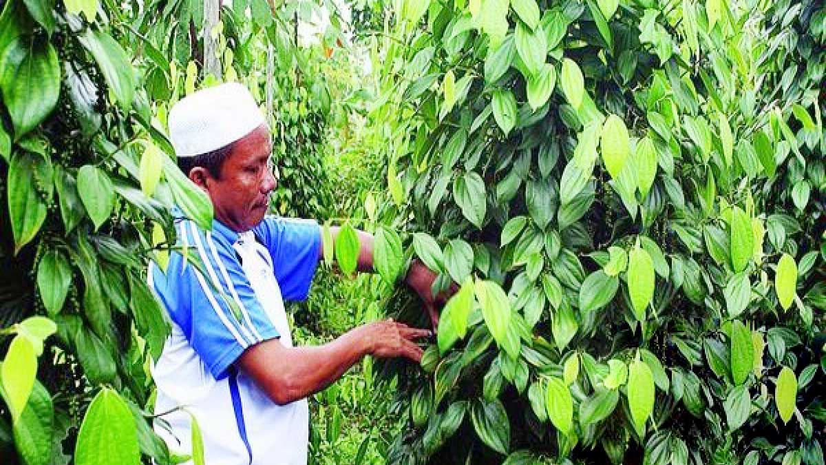 NTP Petani Babel Tembus 165,81 pada Agustus 2026, Ini Pendorongnya