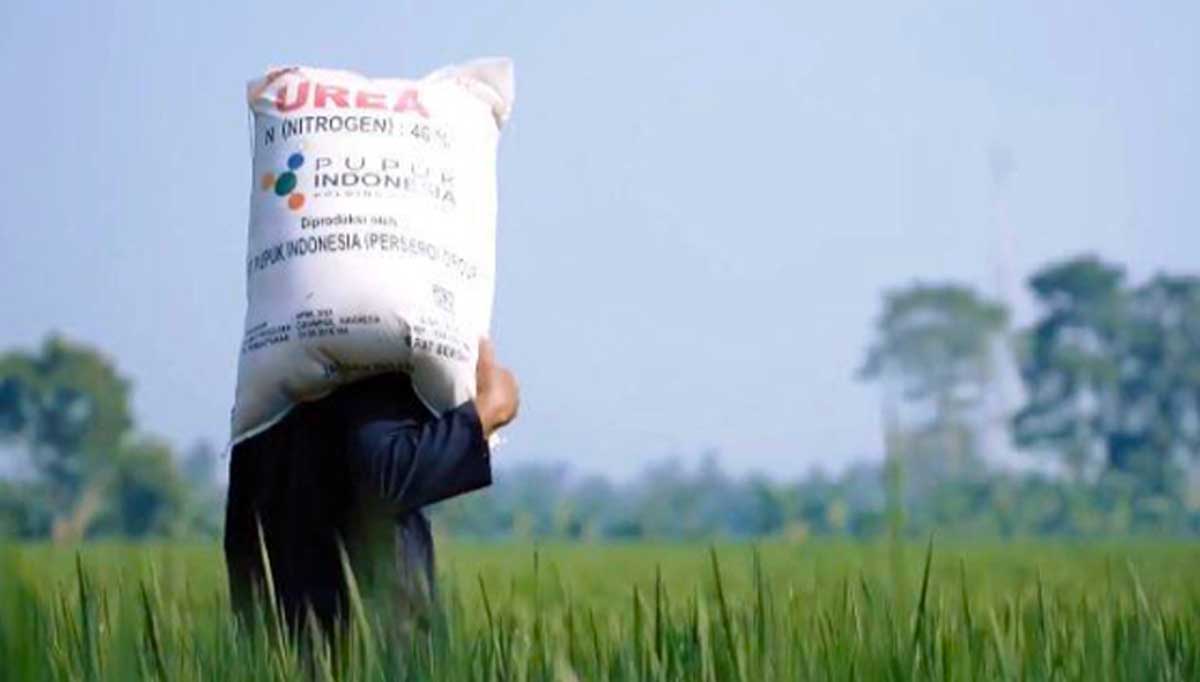 Realisasi Pupuk Bersubsidi di Babel Capai 8,34 Juta Kg, Sisa Alokasi Tinggal Segini