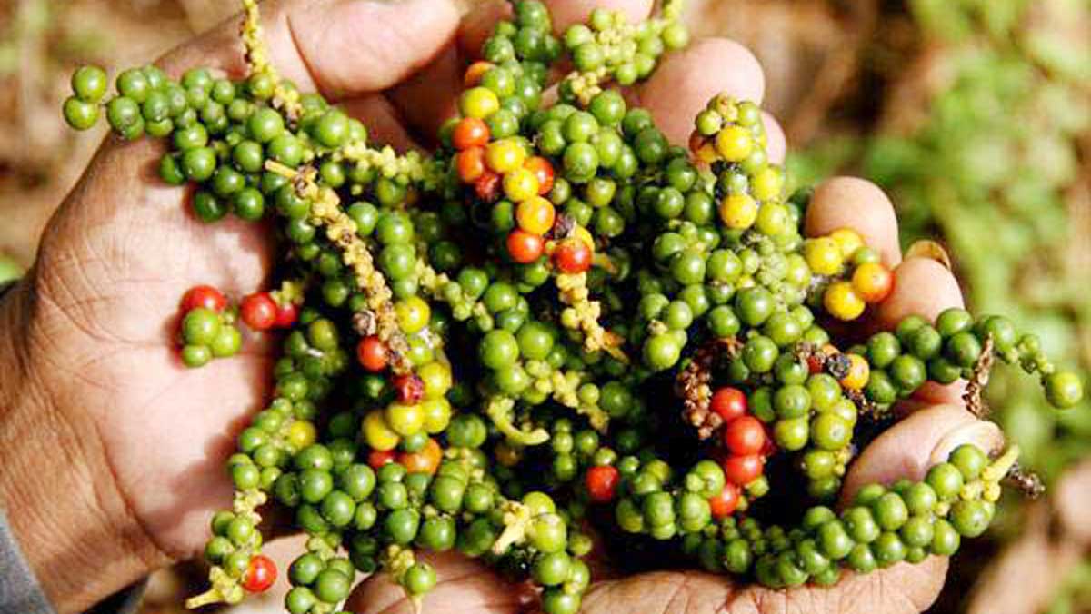 Harga Lada Putih Bangka Belitung Meroket, Permintaan Dunia Terus Meningkat