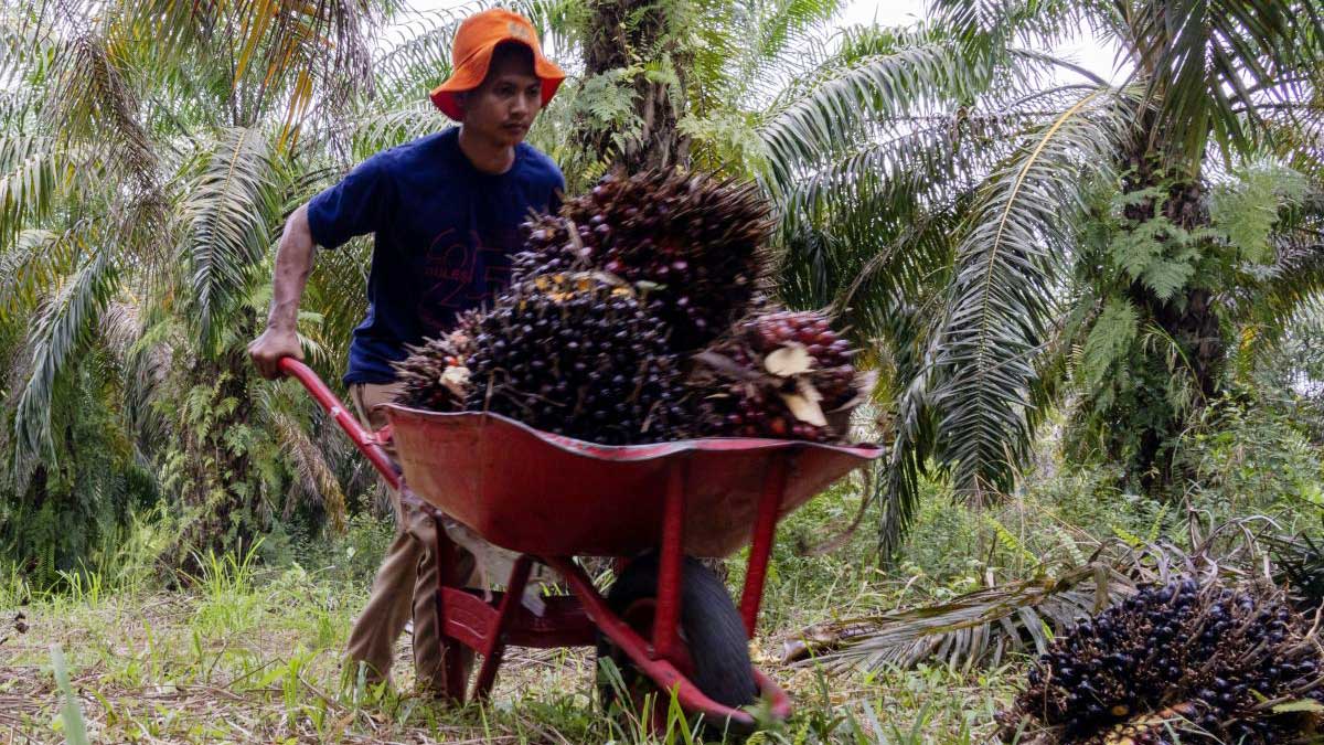 Harga TBS Sawit di Belitung Naik, Ini Rincian Terbaru Babel Maret 2026