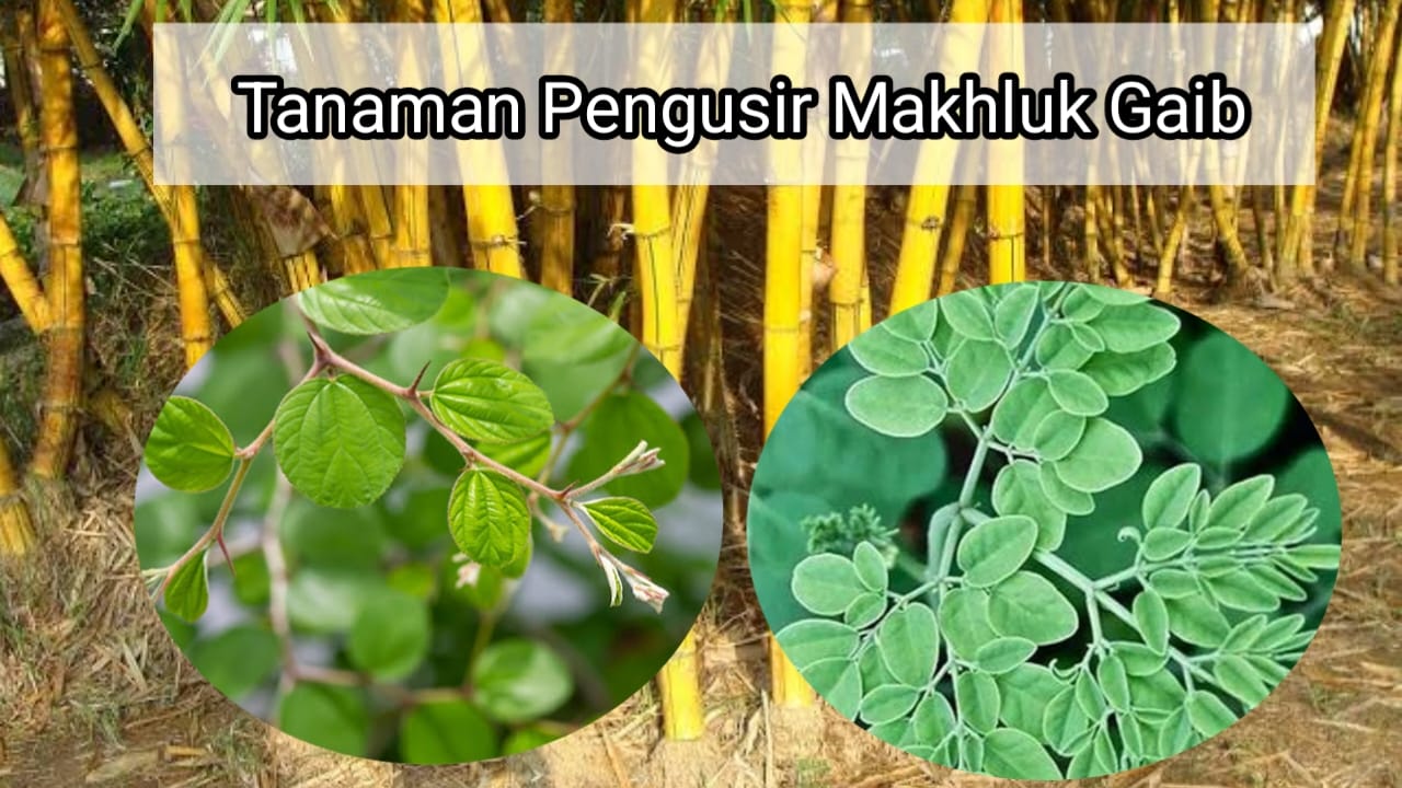 Sering Diganggu Makhluk Gaib? 7 Tanaman Pengusir Ilmu Hitam Ini Cocok Ditanam di Pekarangan Rumah