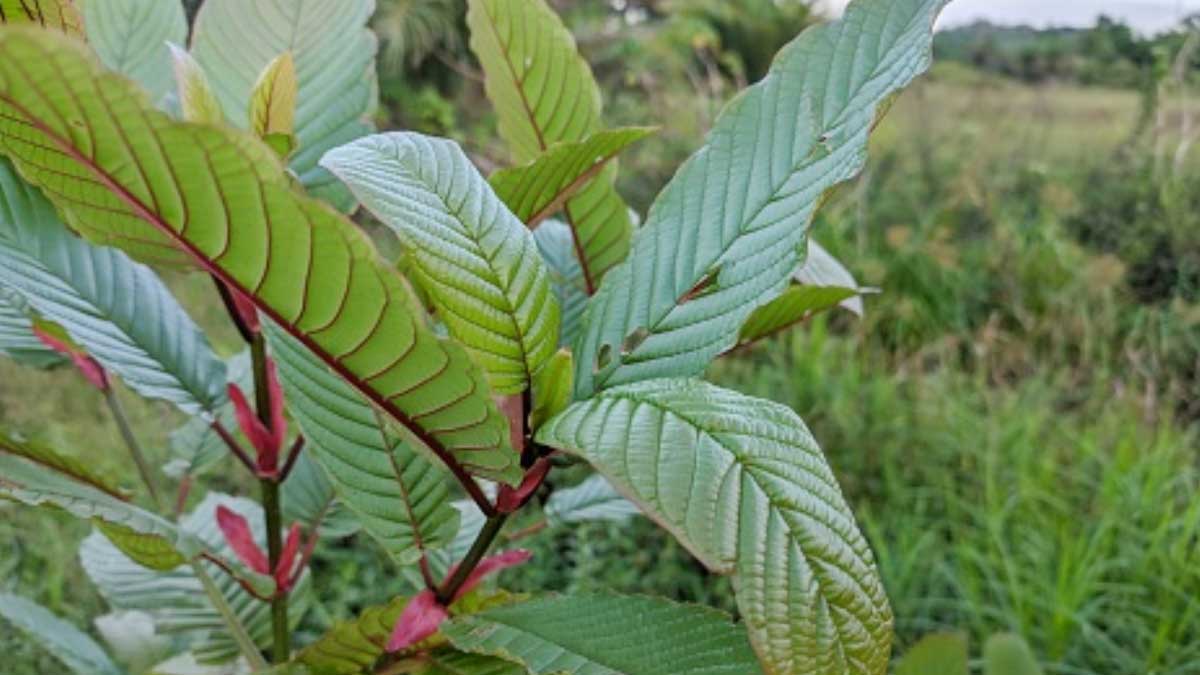 7 Fakta Menarik Daun Kratom, Manfaat dan Efek Risiko yang Wajib Diketahui