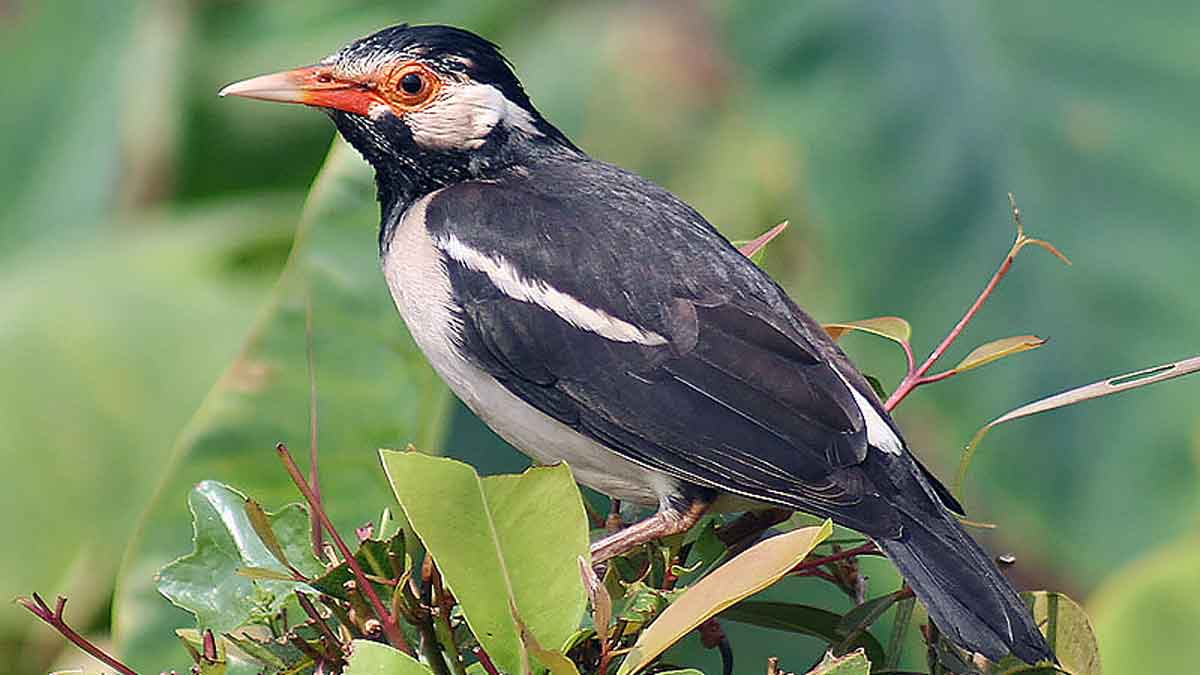 Rekomendasi 8 Makanan Terbaik Burung Jalak Agar Makin Gacor Berkicau, Nomor 5 Buat Camilan