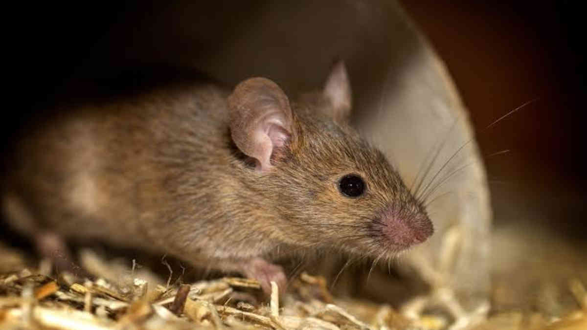 Cara Mudah Usir dan Basmi Tikus di Rumah, Cukup Pakai Penyedap Rasa