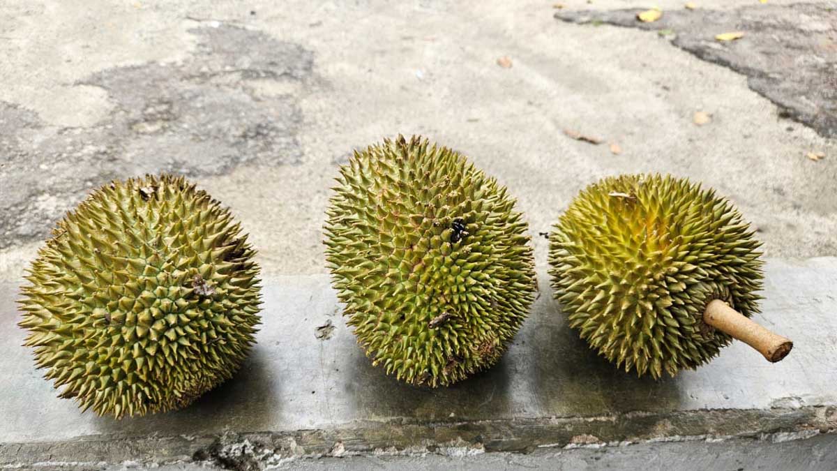 Kelompok Orang dengan Penyakit Ini Tidak Boleh Makan Durian, Risiko Komplikasi Menyintai!