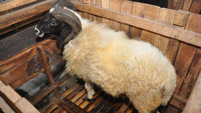 Panduan Praktis Berternak Domba untuk Pemula, Ini Beberapa Jenis Domba di Indonesia
