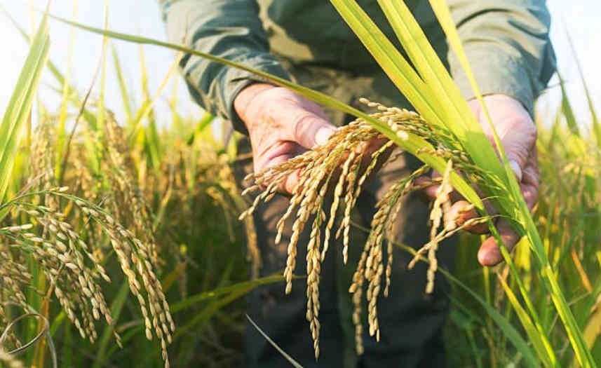 El Nino Sebabkan Produksi Pangan Menurun, Ini Solusinya