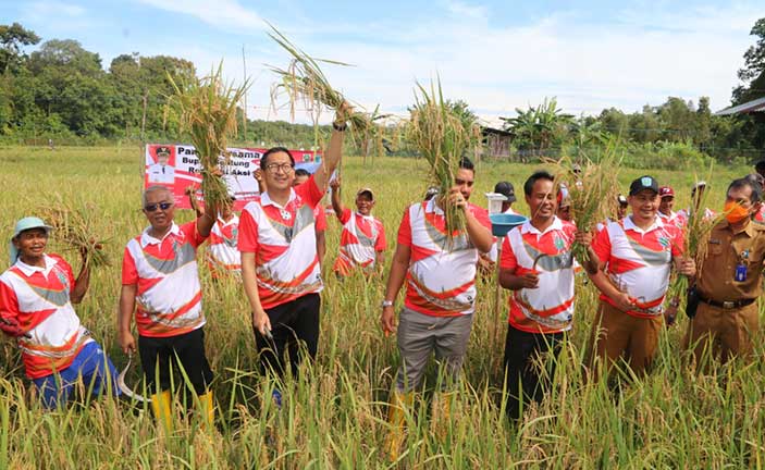 Produksi Padi Belitung Meningkat, Pasca program Tali Intan di Persawahan Desa Perawas