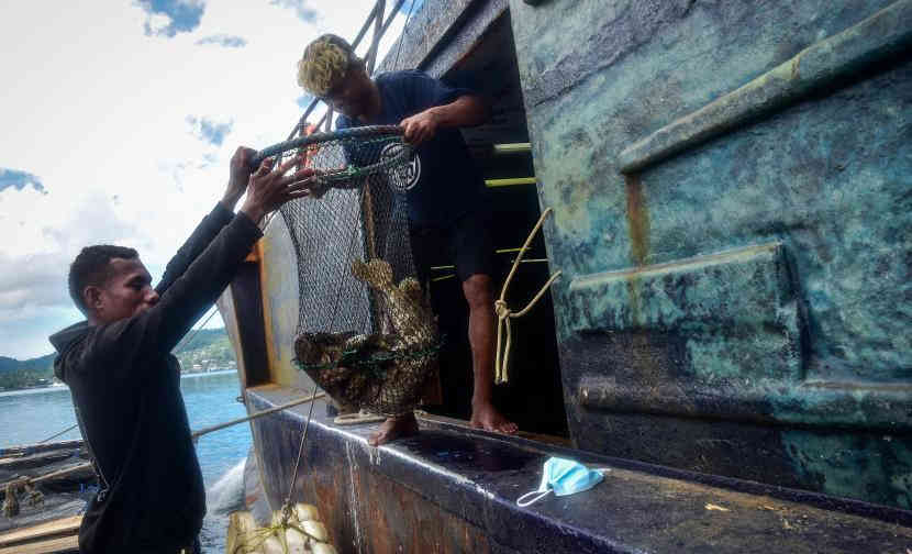  2023, Dinas Perikanan Belitung Targetkan Ekspor 100 Ton Ikan Kerapu Hidup