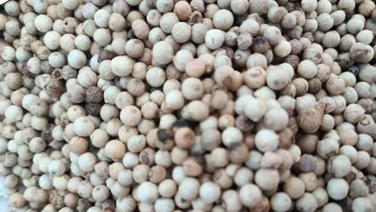 Harga Lada Putih Babel Januari 2026 di Tingkat Petani dan Pasar Daring