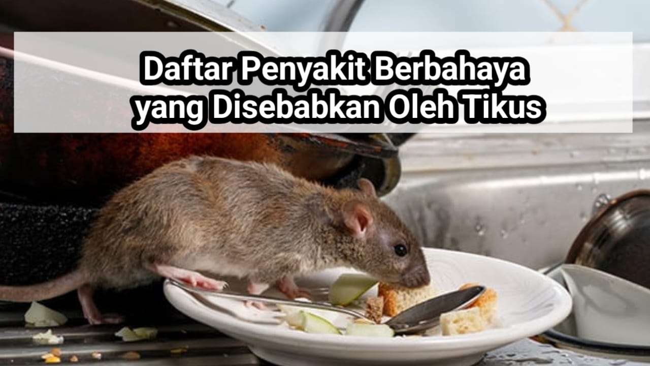 Kenali Gejala Awalnya, Inilah Berbagai Penyakit Berbahaya Disebabkan Tikus