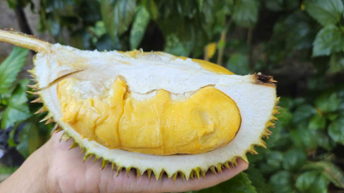 Tanda-tanda Mabuk Durian, Simak 7 Tips Mengatasinya dengan Cara Sederhana