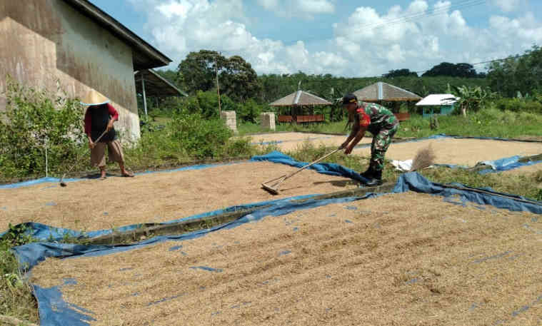 Dukung Ketahanan Pangan, Babinsa Desa Perpat Lakukan Komsos Dengan Petani
