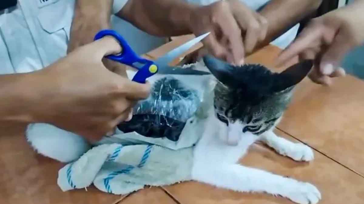 Geger! Kucing Tertangkap Jadi Kurir Narkoba di Lapas, Komentar Warganet Bikin Ngakak