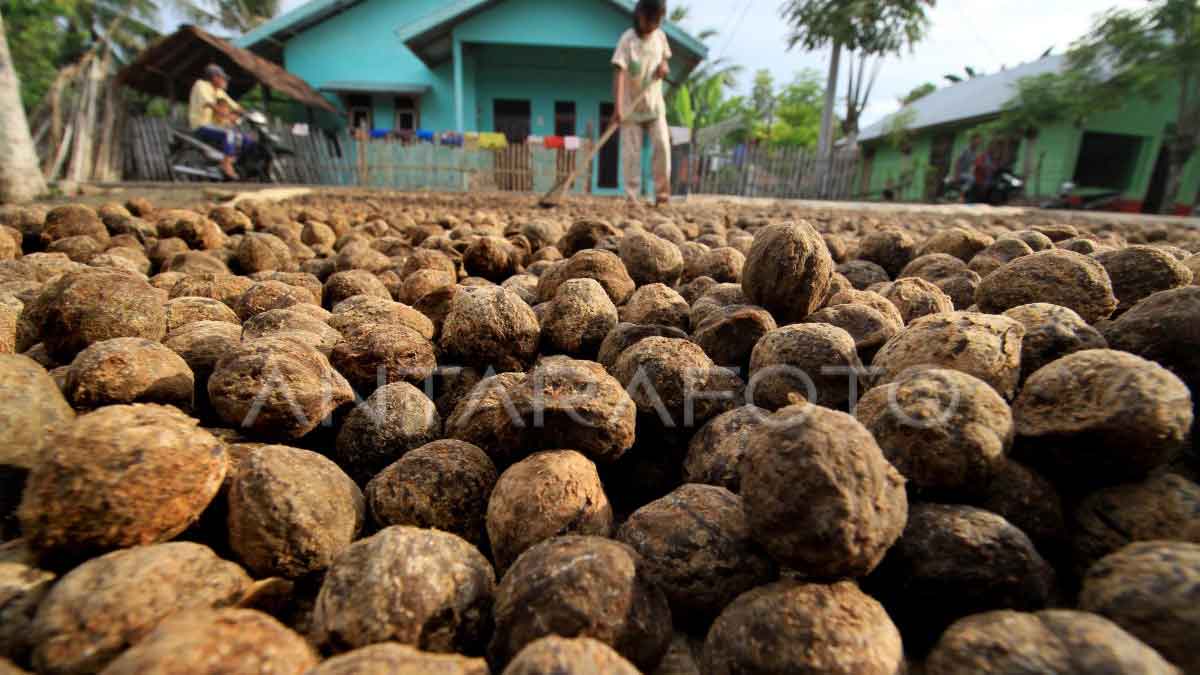 Permintaan Global Komoditas Meningkat, Ini 8 Peluang Bisnis Industri Kemiri