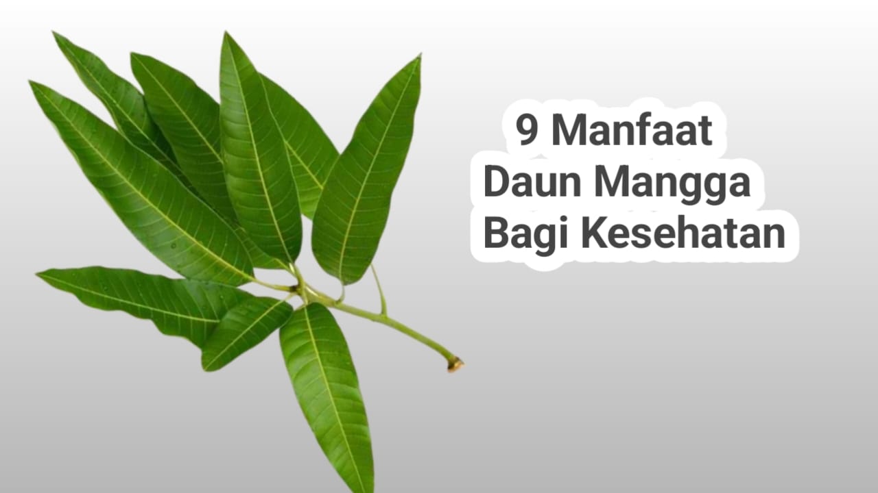 9 Khasiat Kesehatan Daun Mangga yang Sering Diabaikan Karena Dianggap Tidak Bermanfaat!