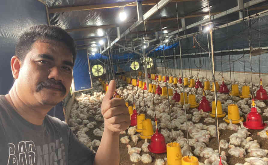 Anjlok, Peternak Ayam Mandiri Belitung Minta Satgas Pangan Stabilkan Harga