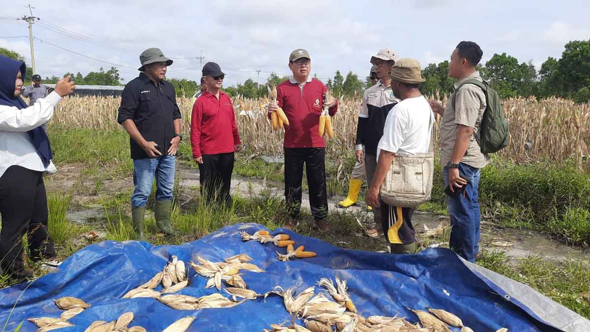 Bupati Beltim Panen Jagung di Danau Nujau: Dorong Ketahanan Pangan dan Dukung Petani Lokal