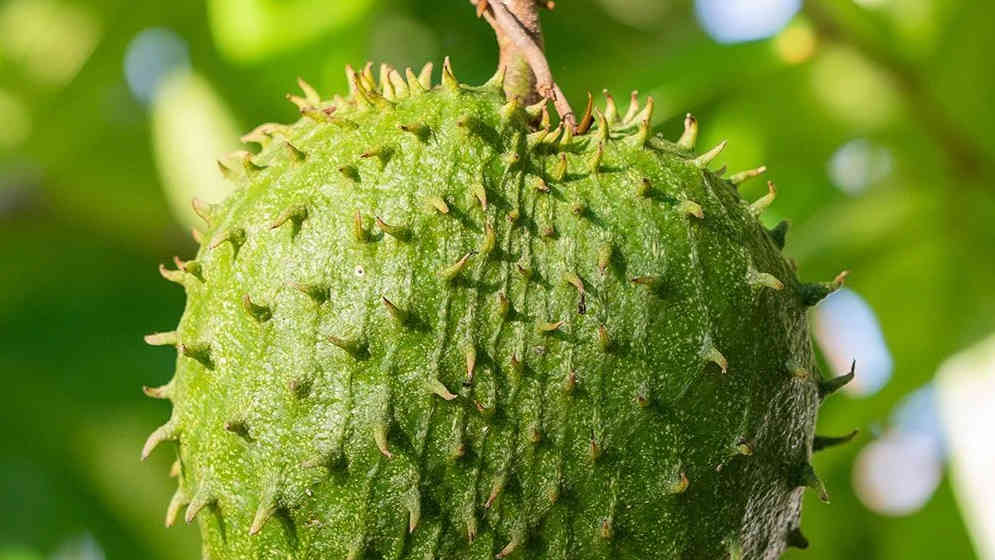 Buah Sirsak Kaya Manfaat Kesehatan, Salah Satunya Mencegah Penyakit Kanker