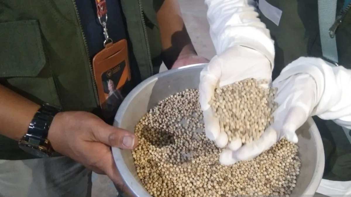 1,37 Ribu Ton Lada Putih Babel Tembus 5 Negara, Nilai Ekspor Capai Rp180 Miliar