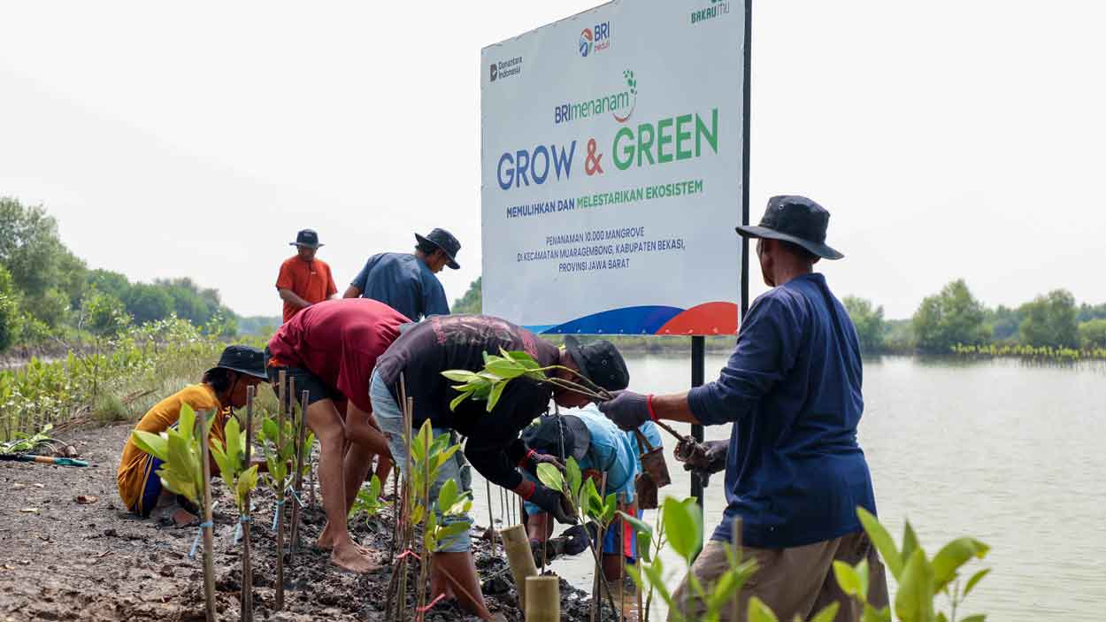 BRI Perkuat Komitmen Selamatkan Ekosistem Pesisir di Hari Mangrove Sedunia 2025