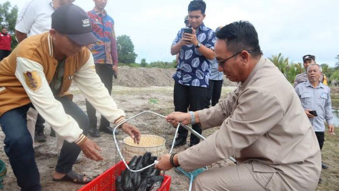 Bupati Belitung Timur Panen Lele di Kolong Kero, Aan: Bisa Dikembangkan di Desa Lain