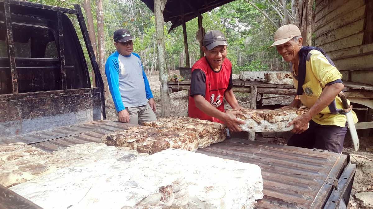 Kabar Baik Harga Karet Beltim 2026, Petani Mulai Punya Harapan Baru