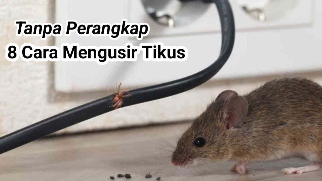 Tanpa Perangkap, Ini Cara Mudah Usir Tikus di Rumah, Nomor 8 Paling Simpel