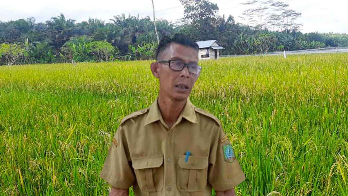 Kultur Tambang Tantangan Besar Ketahanan Pangan Beltim, Ini Langkah Optimalisasi Lahan Pertanian