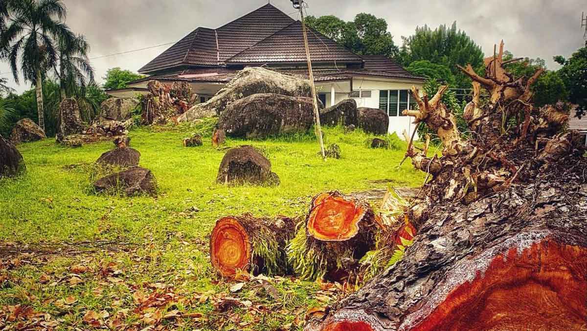 Sempat Dipertanyakan, Penebangan Pohon Beringin Tua di Mess Bougenville Belitung Demi Keselamatan
